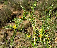 Aspalathus spinosa subsp. spinosa branches