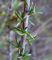 Wahlenbergia albens leaves