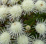 Brunia noduliflora flowerheads