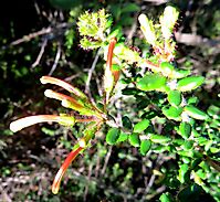 Erica glandulosa subsp. fourcadei bud stages