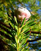 Leucadendron linifolium