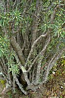 Euphorbia loricata lower stems