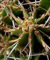 Euphorbia pulvinata opened capsule