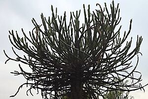 Euphorbia sekukuniensis not combed