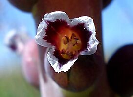 Lachenalia suaveolens flower front