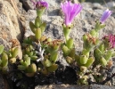 Trichodiadema barbatum flowers