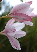 Tritonia bakeri subsp. lilacina flower profiles