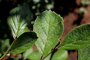 Ehretia amoena toothed leaf