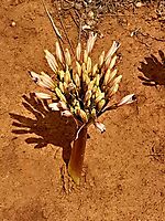 Brunsvigia bosmaniae early anthers