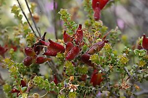 Agathosma recurvifolia red fruit