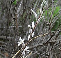 Haworthia blackburniae flowers