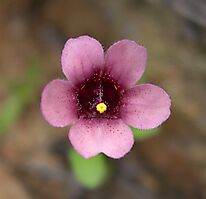 Diascia hexensis flower