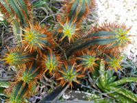 Euphorbia heptagona colourful stem-tips