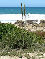 Drimia capensis