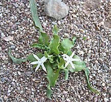 Lapeirousia plicata subsp. effurcata
