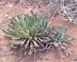 Euphorbia colliculina stem-tips
