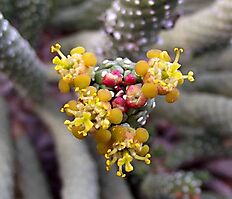 Euphorbia colliculina cyathia