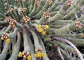 Euphorbia colliculina stem-tip flowering