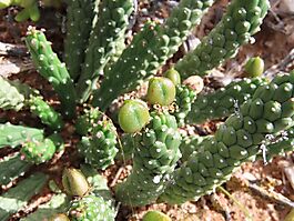 Euphorbia colliculina green fruit