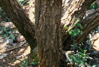 Erythrina latissima stems