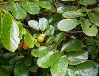 Grewia hexamita leaf shine