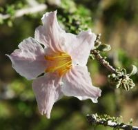Rhigozum trichotomum flower