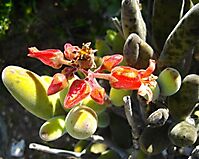 Cotyledon tomentosa subsp. ladismithiensis flowers