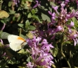 Hypoestes aristata and visiting butterfly