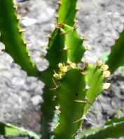 Euphorbia triangularis leaves