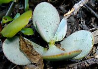 Crassula arborescens leaf close-up