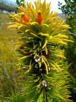 Retzia capensis flowers