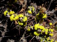 Euphorbia schinzii and bee