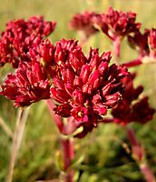 Crassula alba var. alba red flowers
