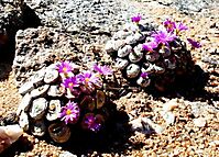 Conophytum wettsteinii on rocky ground