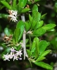 Ehretia rigida subsp. nervifolia flowers