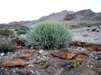 Euphorbia gregaria in desert habitat
