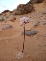 Strumaria bidentata, treasure in the desert
