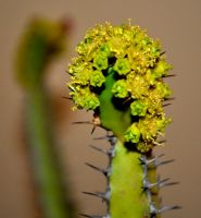 Euphorbia sekukuniensis flowering strongly