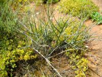 Euphorbia arceuthobioides