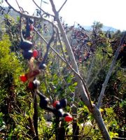 Erythrina humeana red seeds