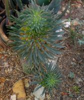 Euphorbia clandestina growing leaves vigorously