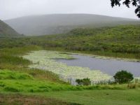 Fynbos Retreat in the rain