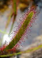 Drosera capensis leaf and tentacles