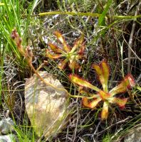 Drosera hilaris leaf rosettes on the ground