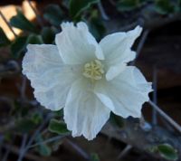 Monsonia crassicaulis flimsy petals