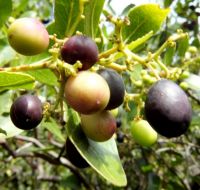 Cassine peragua fruit