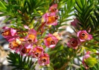 Erica taxifolia flowers