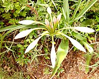 Crinum macowanii buds