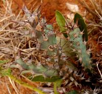Euphorbia schinzii spines