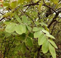 Lannea discolor pale leaves